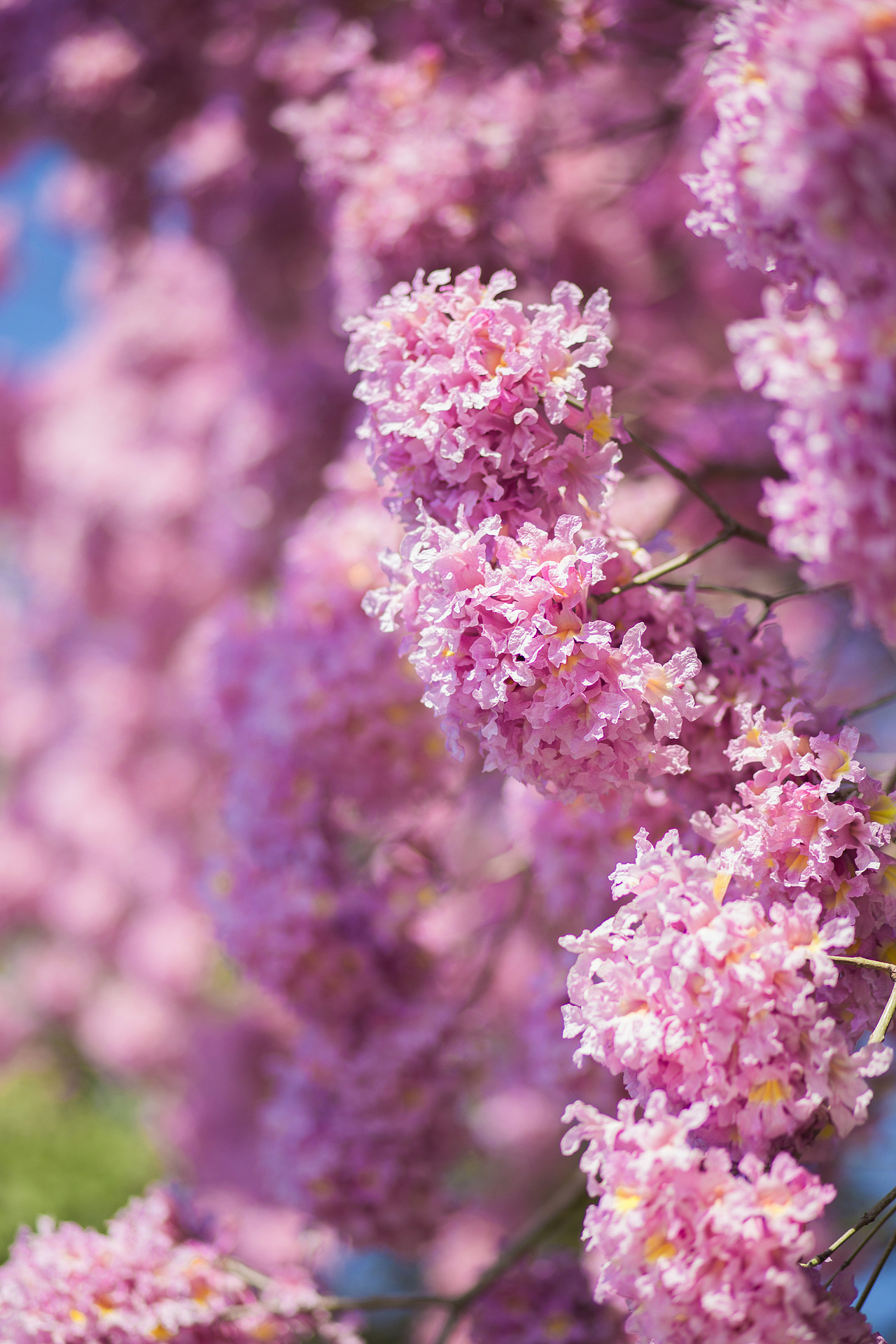 汉服复兴摄影 古风