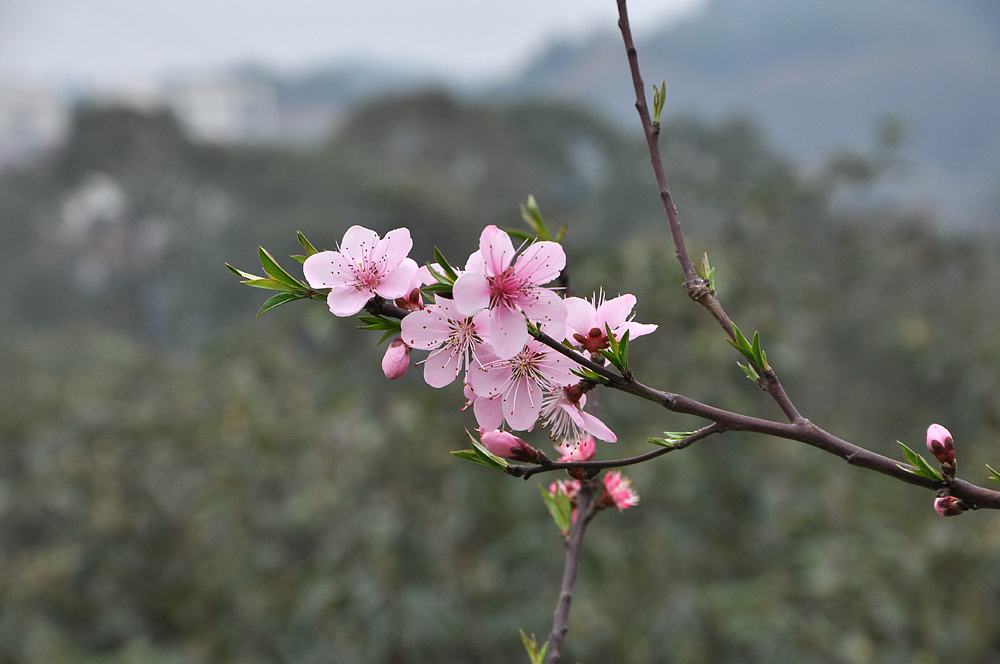 成都-龙泉-桃花山