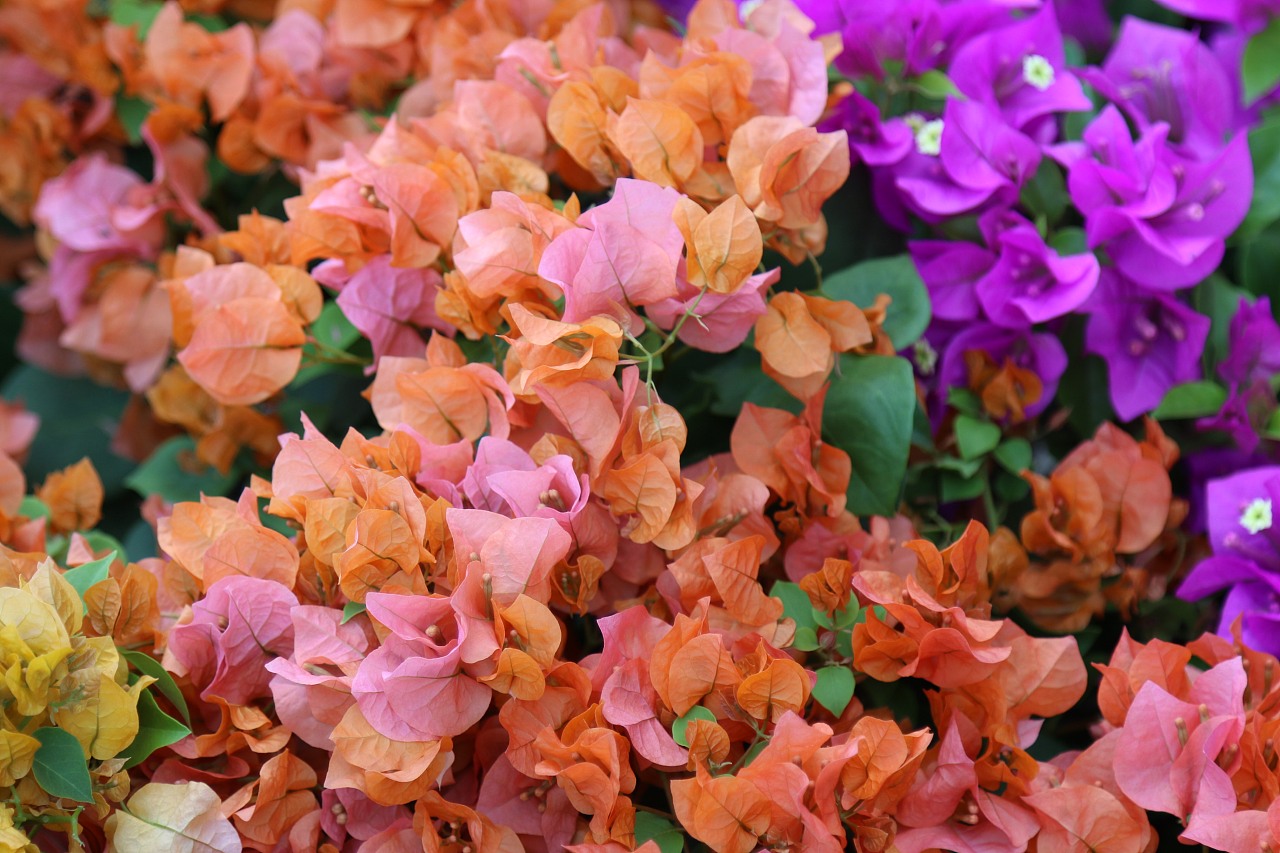 外来物种三角梅是怎样一步步成为厦门市花的？ - 哔哩哔哩