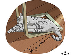 貓貓 奇奇怪怪的姿勢(shì)