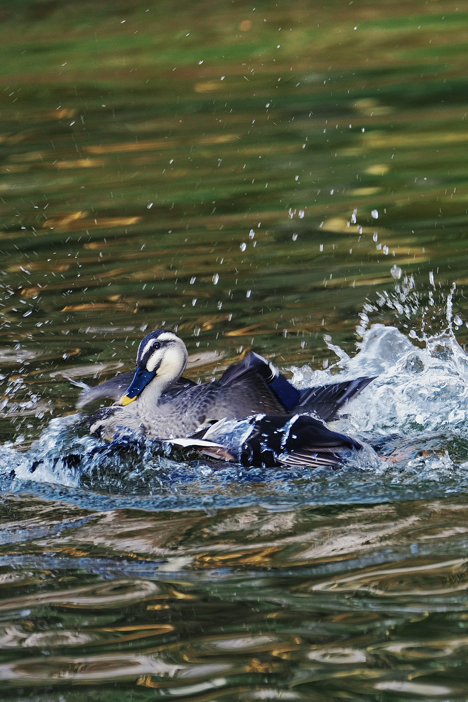 人間四月天|鴨子秀恩愛