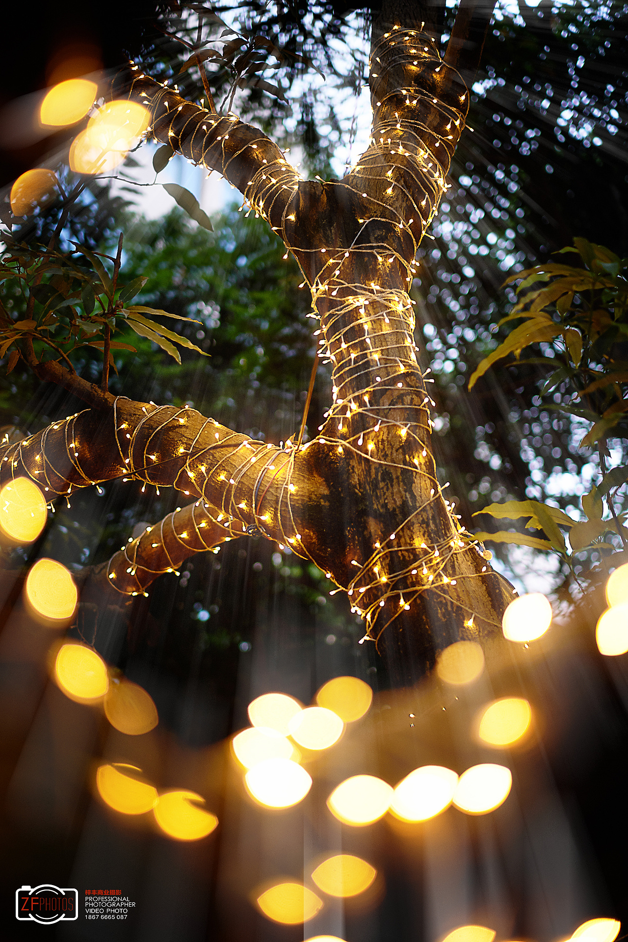 灯缠树树挂灯人牵狗狗拖人