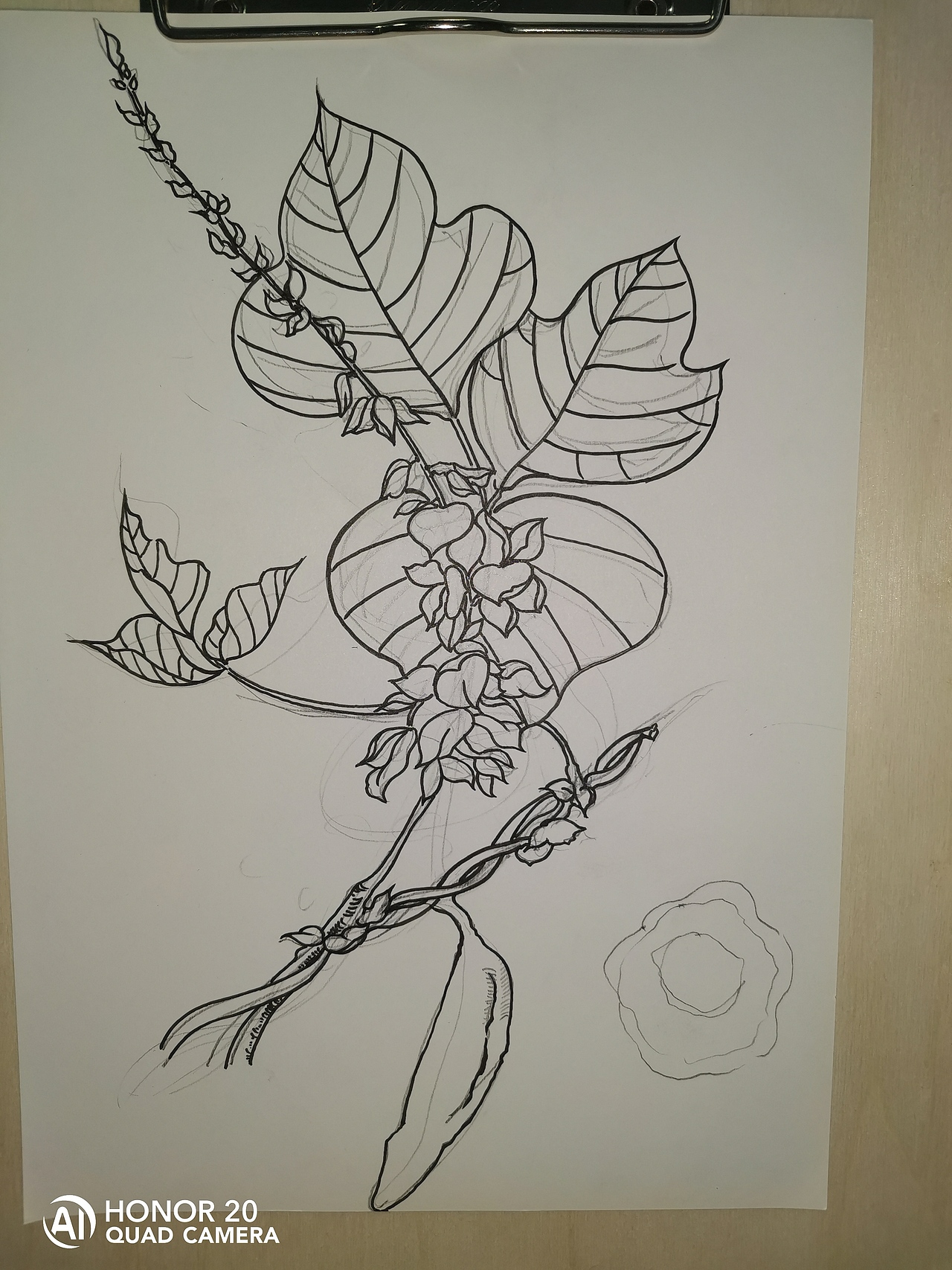 中草药纯手绘板绘葛根