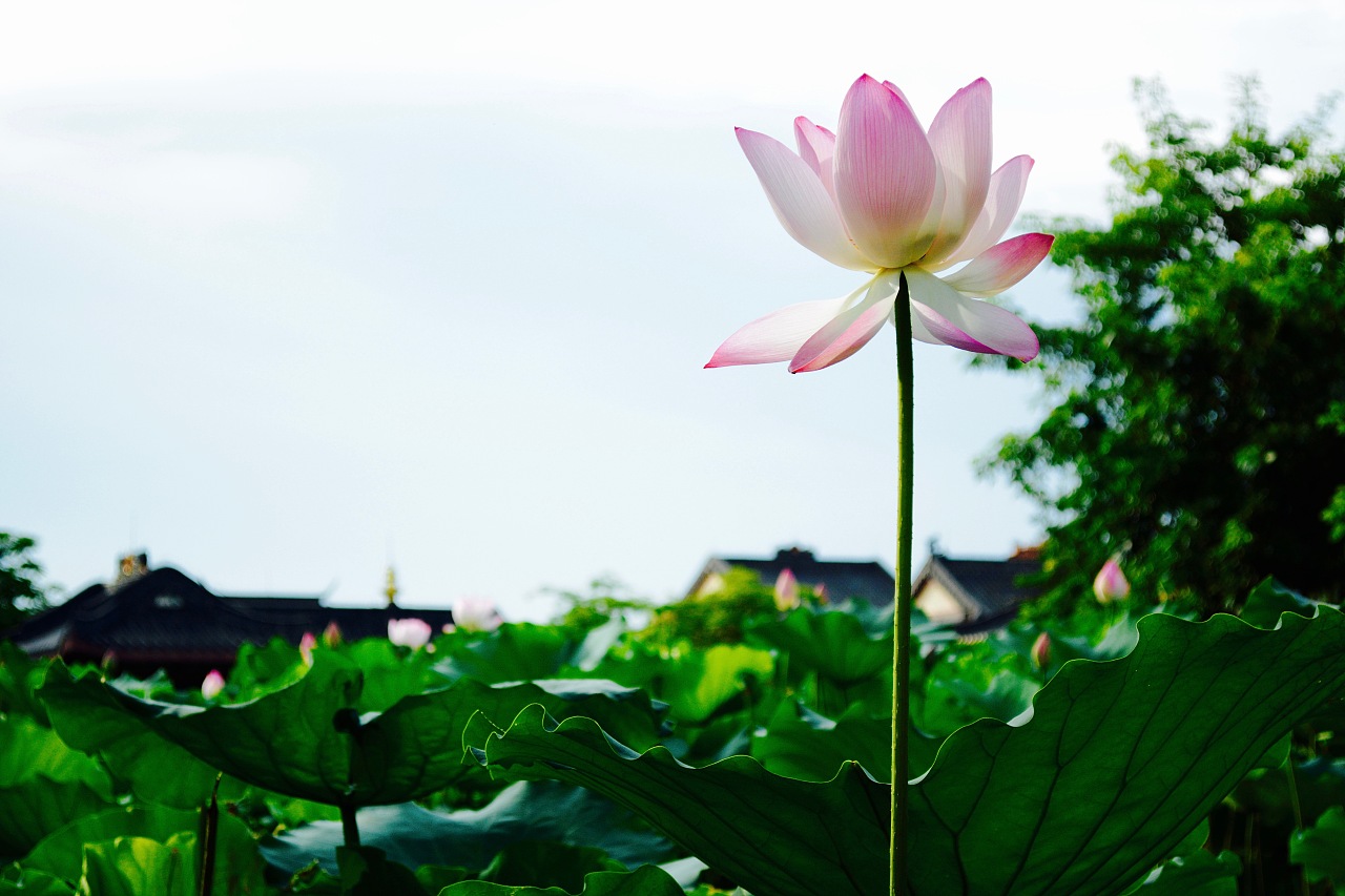 擎雨盖惠州西湖丰渚园荷花池