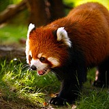 御前九品带刀美工的头像