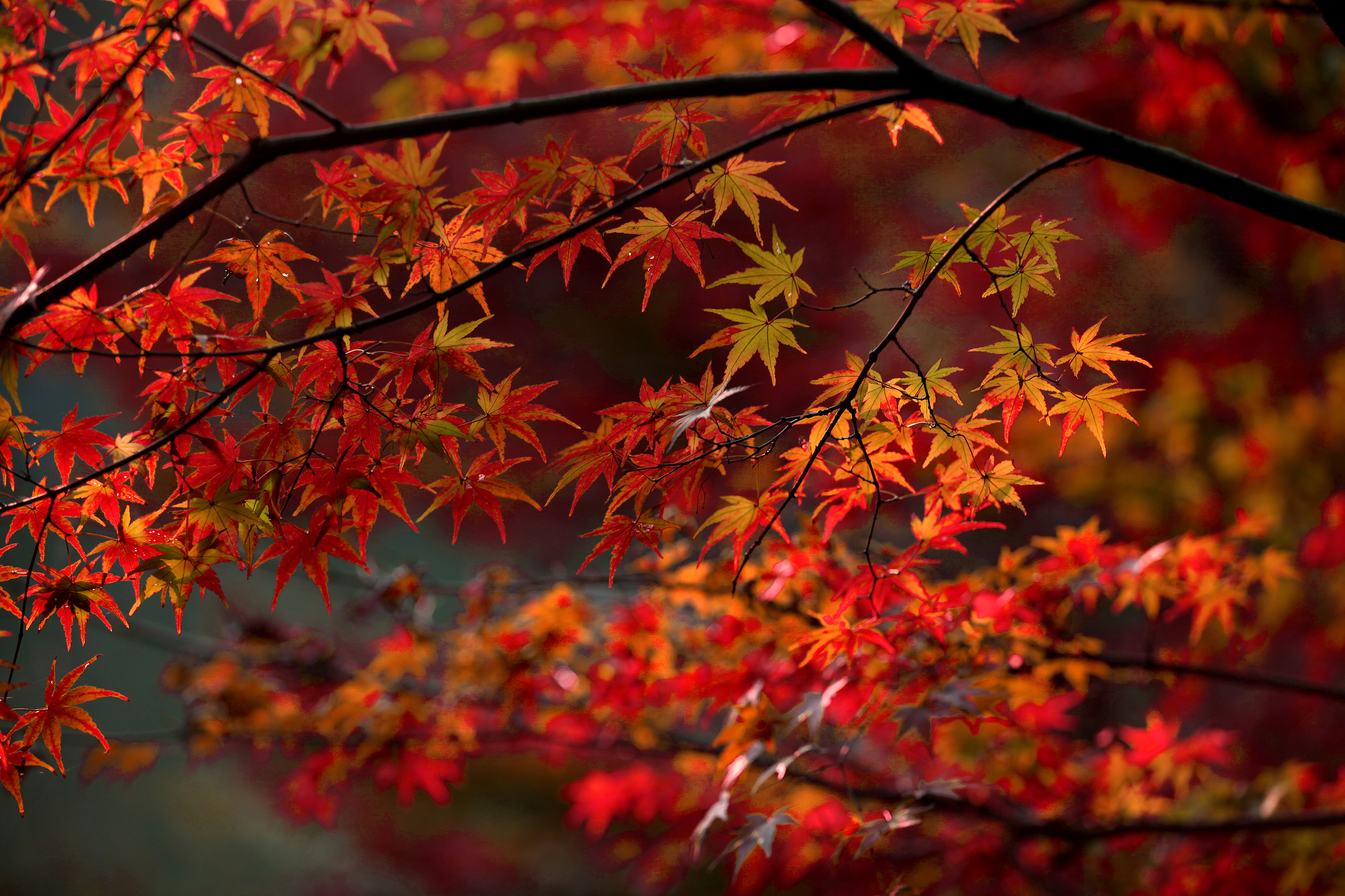 来栖霞山看红枫，爱上秋天的南京 - 知乎