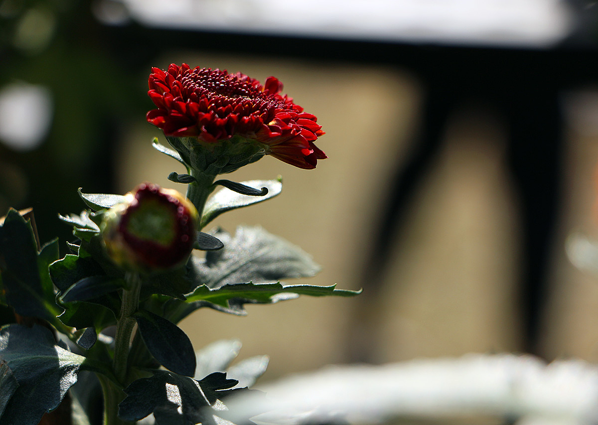 年有花季，人如花期（2）（图ZMjM3NTY4MDM2） - 风光摄影 - 站酷设计师小小样88原创素材 - 站酷ZCOOL