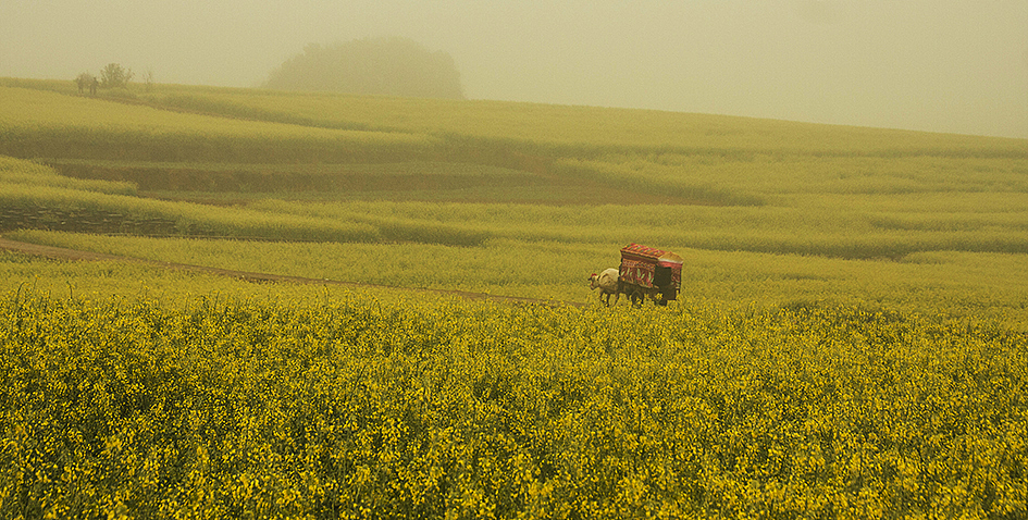 云南-罗平油菜花（图ZMTQxMzE1ODA=） - 风光摄影 - 站酷设计师RyanShao原创素材 - 站酷ZCOOL