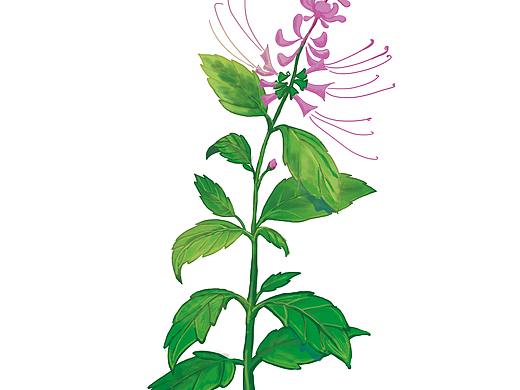 中医植物插画