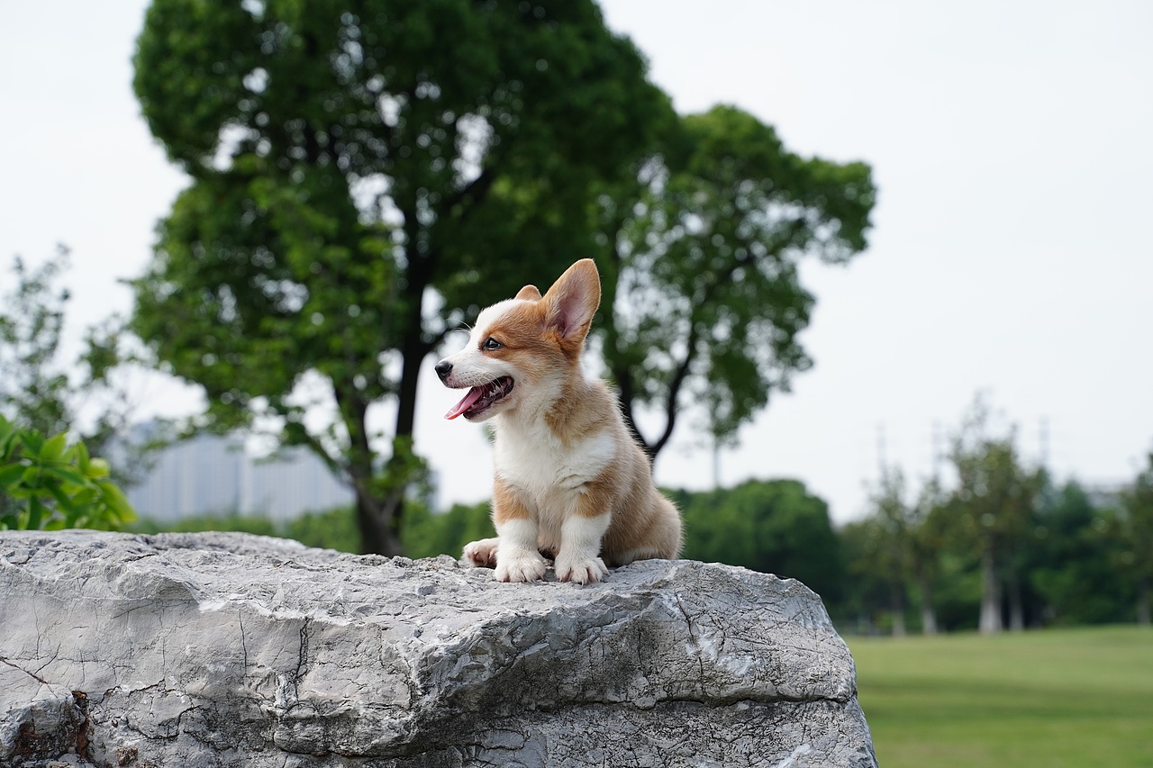 柯基 宠物摄影（图ZMjYxNTE3OTA4） - 宠物摄影 - 站酷设计师YBYDDD原创素材 - 站酷ZCOOL