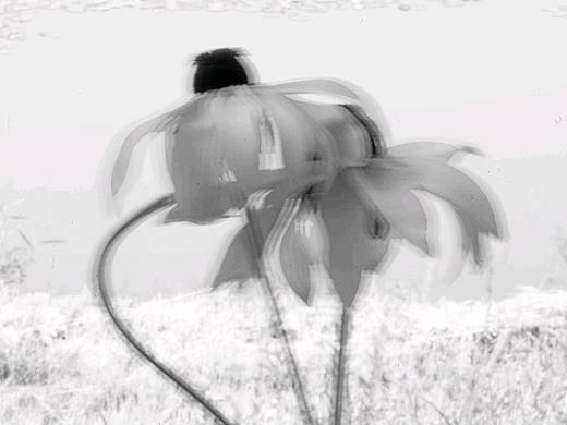 哈苏数码相机数字镜头拍荷花新安江