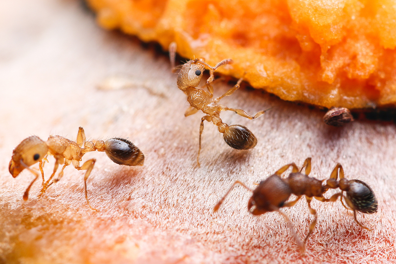 微距 小小蚂蚁2
