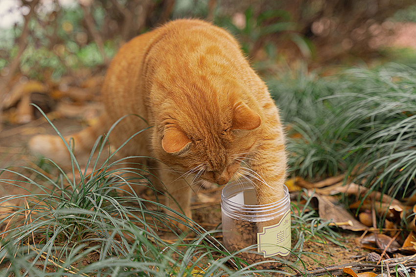 大橘为重大橘为重