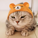 applenana的头像