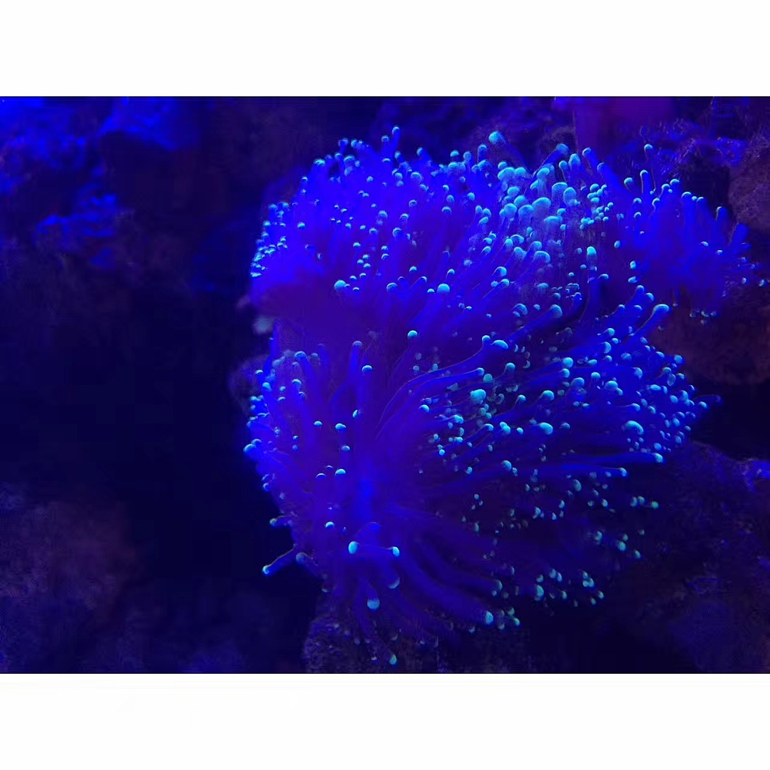 「水生物超有爱」（图ZMTAzNTQwMjE2） - 宠物摄影 - 站酷设计师王小刁不刁原创素材 - 站酷ZCOOL