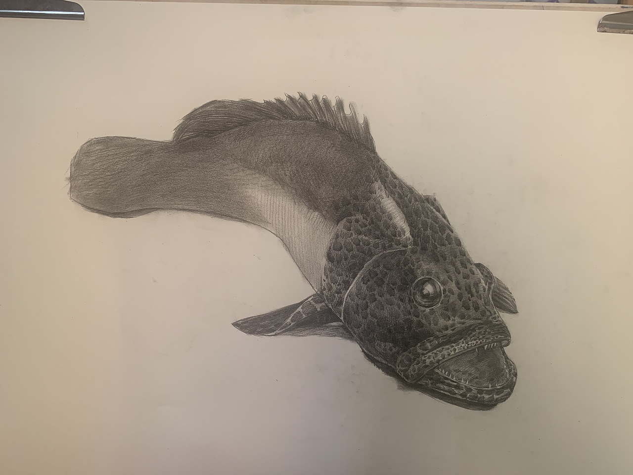 素描石斑步骤图