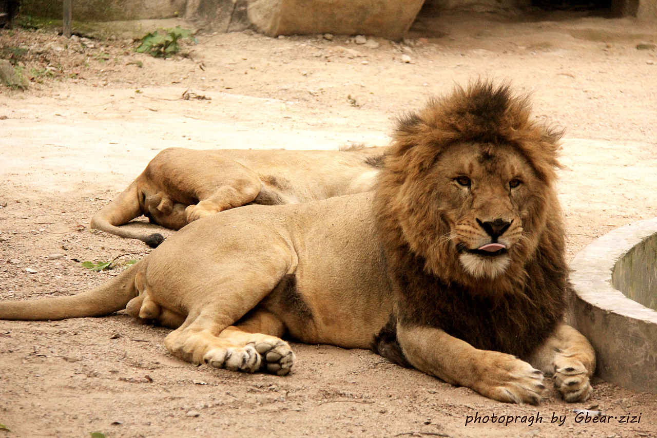 紫马岭公园的狮子~萌萌达!
