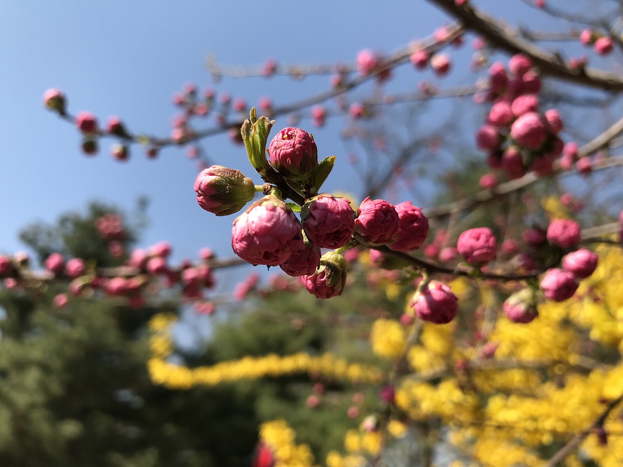 杨飞。苹果前置摄影（图ZMTU0MTczODI4） - 产品摄影 - 站酷设计师杨飞业余摄影原创素材 - 站酷ZCOOL