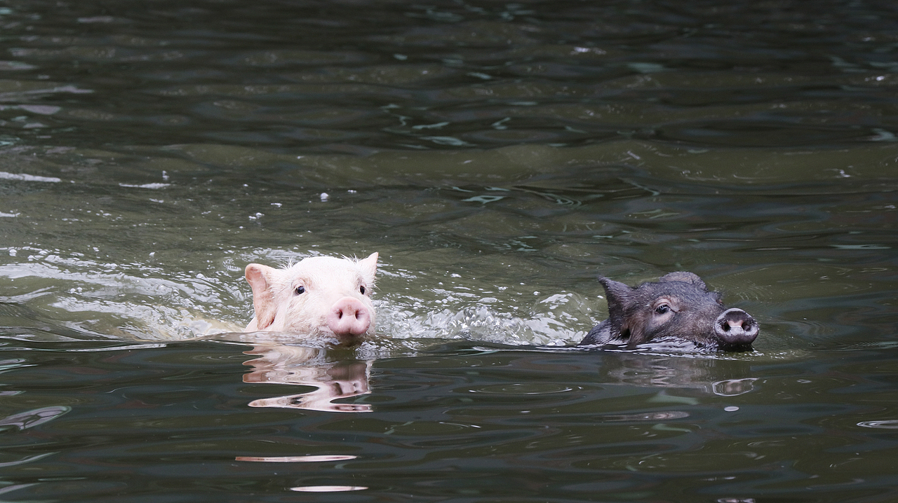 长隆飞鸟乐园-动物趣闻（图ZMjQ5NTU5Njc2） - 其他摄影 - 站酷设计师飞天猪猫原创素材 - 站酷ZCOOL