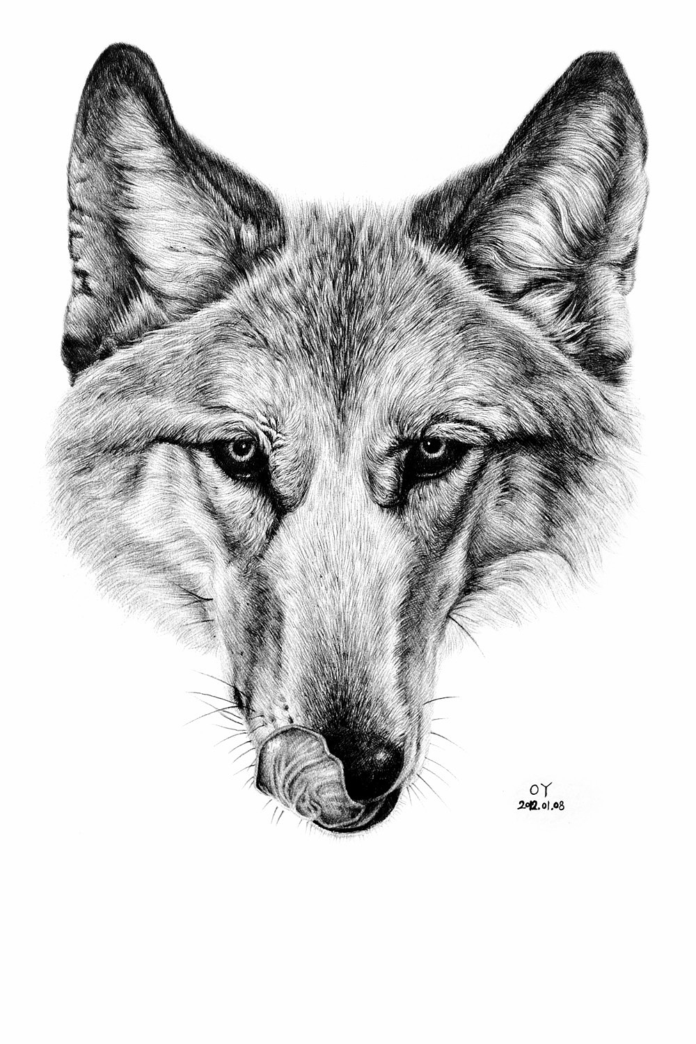 oy钢笔画:狼
