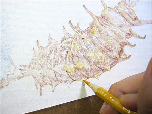 纸上彩铅--《凤蝶幼虫》过程随录（图ZMTM1NTcyNTY=） - 绘画 - 站酷设计师超超的青葱原创素材 - 站酷ZCOOL