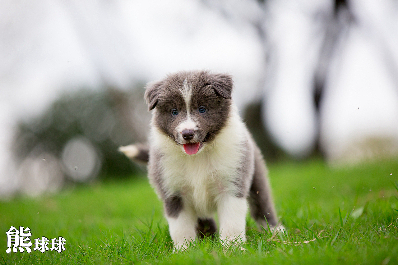 超可爱卖萌的边牧幼犬们！简直萌出血！（图ZMzgzNjM1OTI=） - 宠物摄影 - 站酷设计师熊球球原创素材 - 站酷ZCOOL