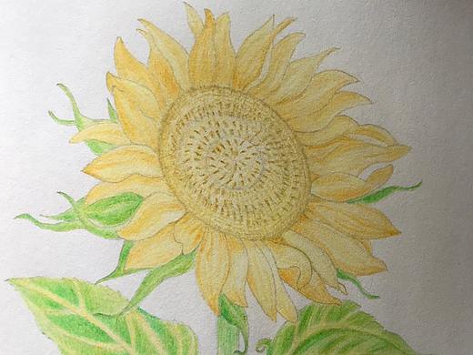 向日葵象征着追寻阳光（个人主页-ZNDY3OTQ5NDQ=） - 像素画 - 站酷设计师晶莹剔透1原创素材 - 站酷ZCOOL