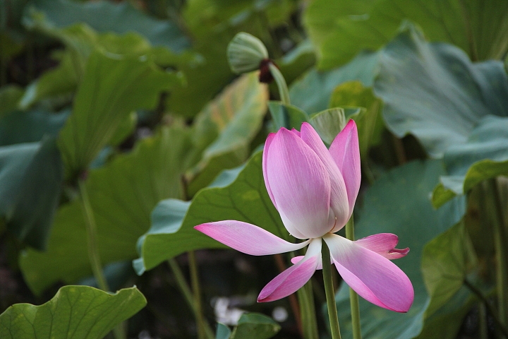 2013-立秋后的-荷