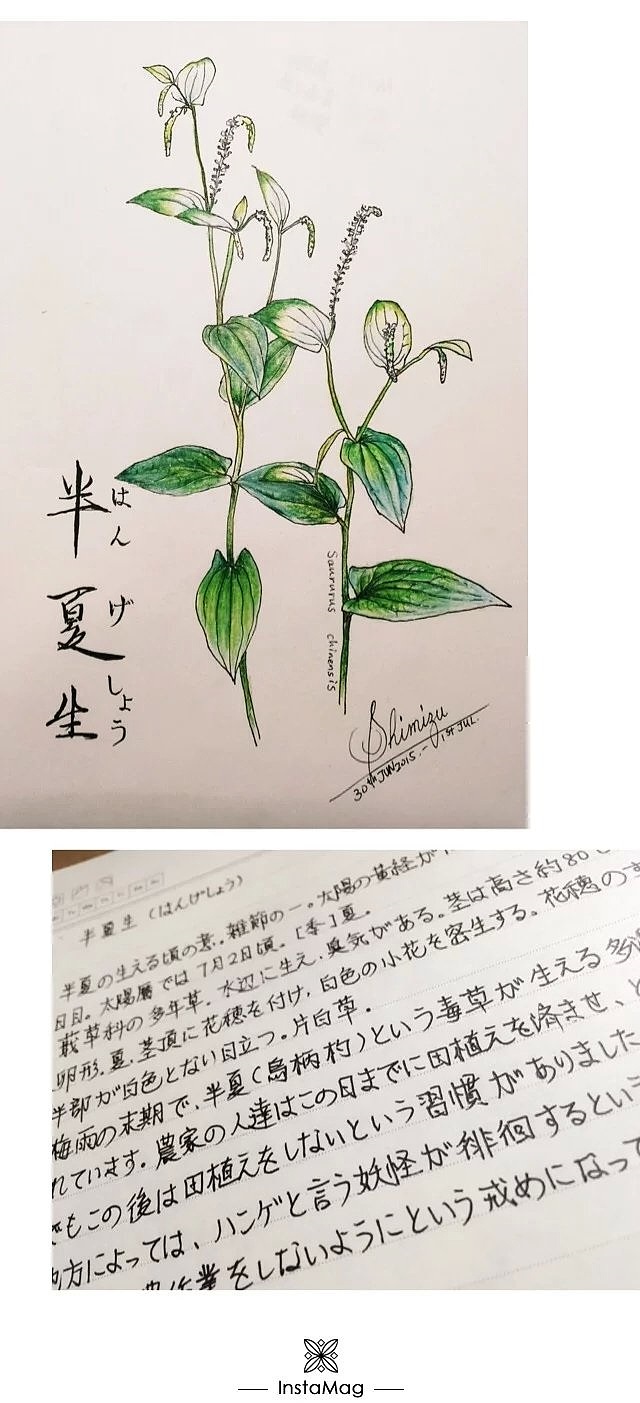 2015色鉛筆絵【半夏生】（图ZMzAzMzc1ODQ=） - 绘画 - 站酷设计师清水佐津紀原创素材 - 站酷ZCOOL