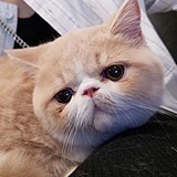 胖子先生的头像