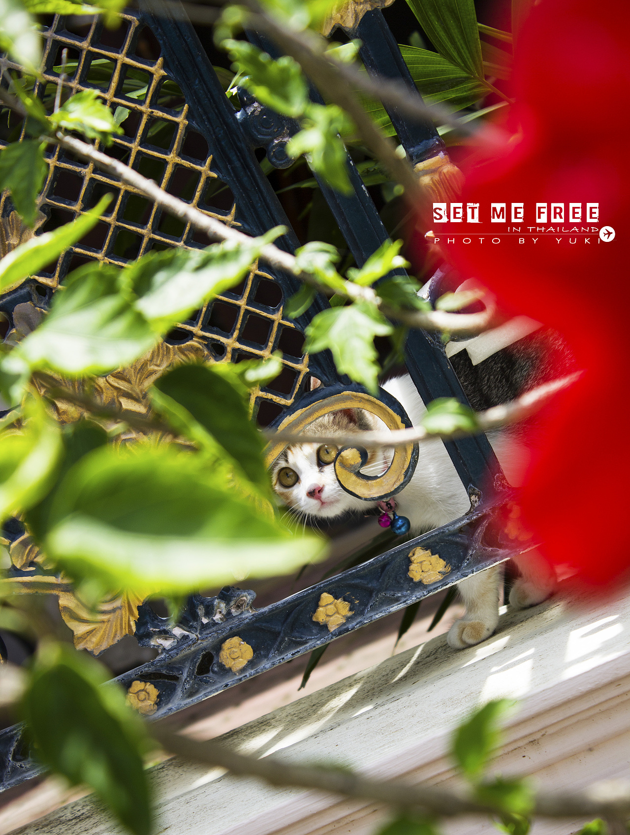 set me free—泰国随拍（图ZMTkyMDYxMTY=） - 风光摄影 - 站酷设计师aichen008原创素材 - 站酷ZCOOL