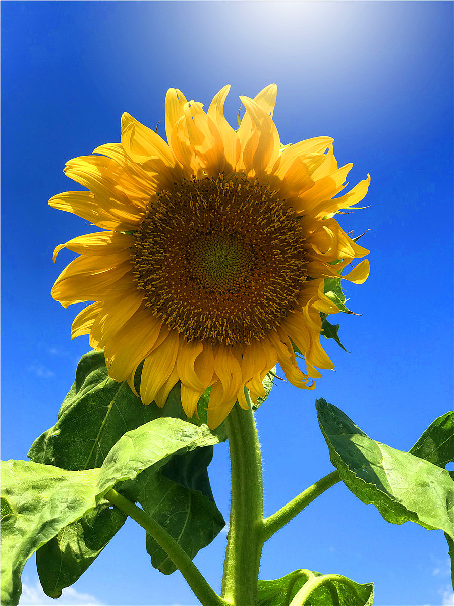 刘勇良手机纪实摄影:致敬梵高