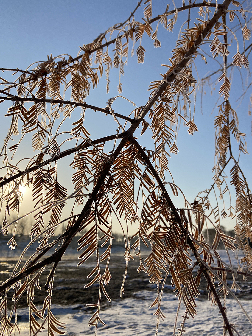 刘勇良手机纪实摄影:雪后阳光