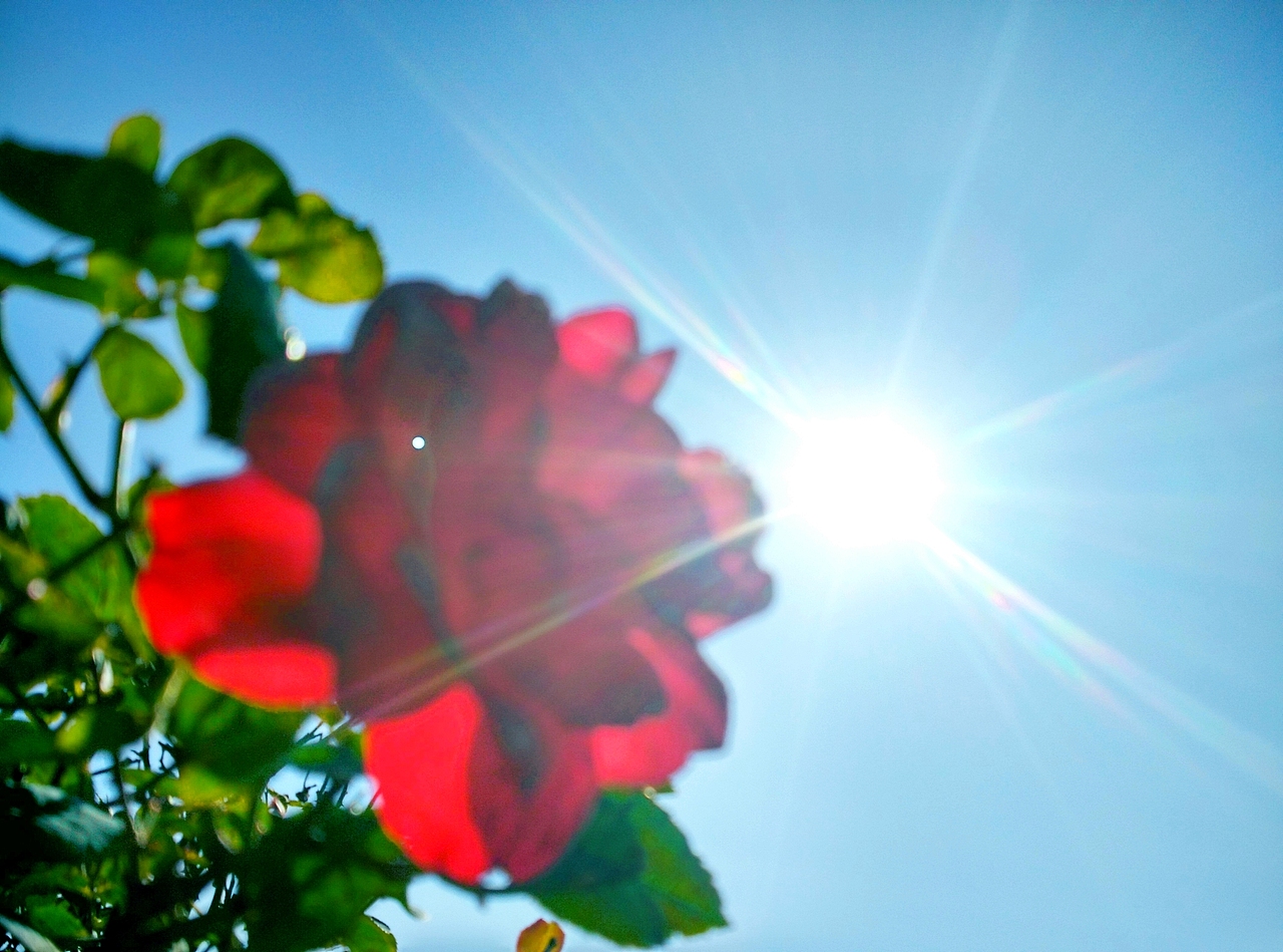 玫瑰花（图ZMzg5OTUyNjg=） - 产品摄影 - 站酷设计师VEGAS华原创素材 - 站酷ZCOOL