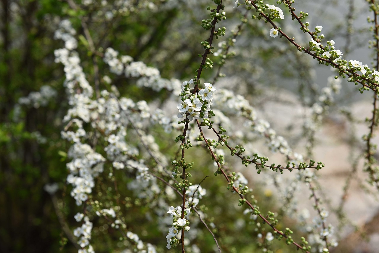 满园春色关不住