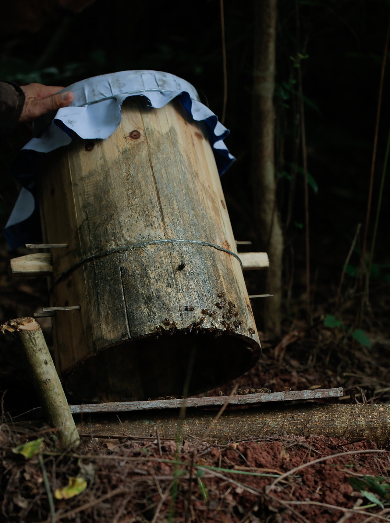 新农村养蜂人文旅采蜜跟拍
