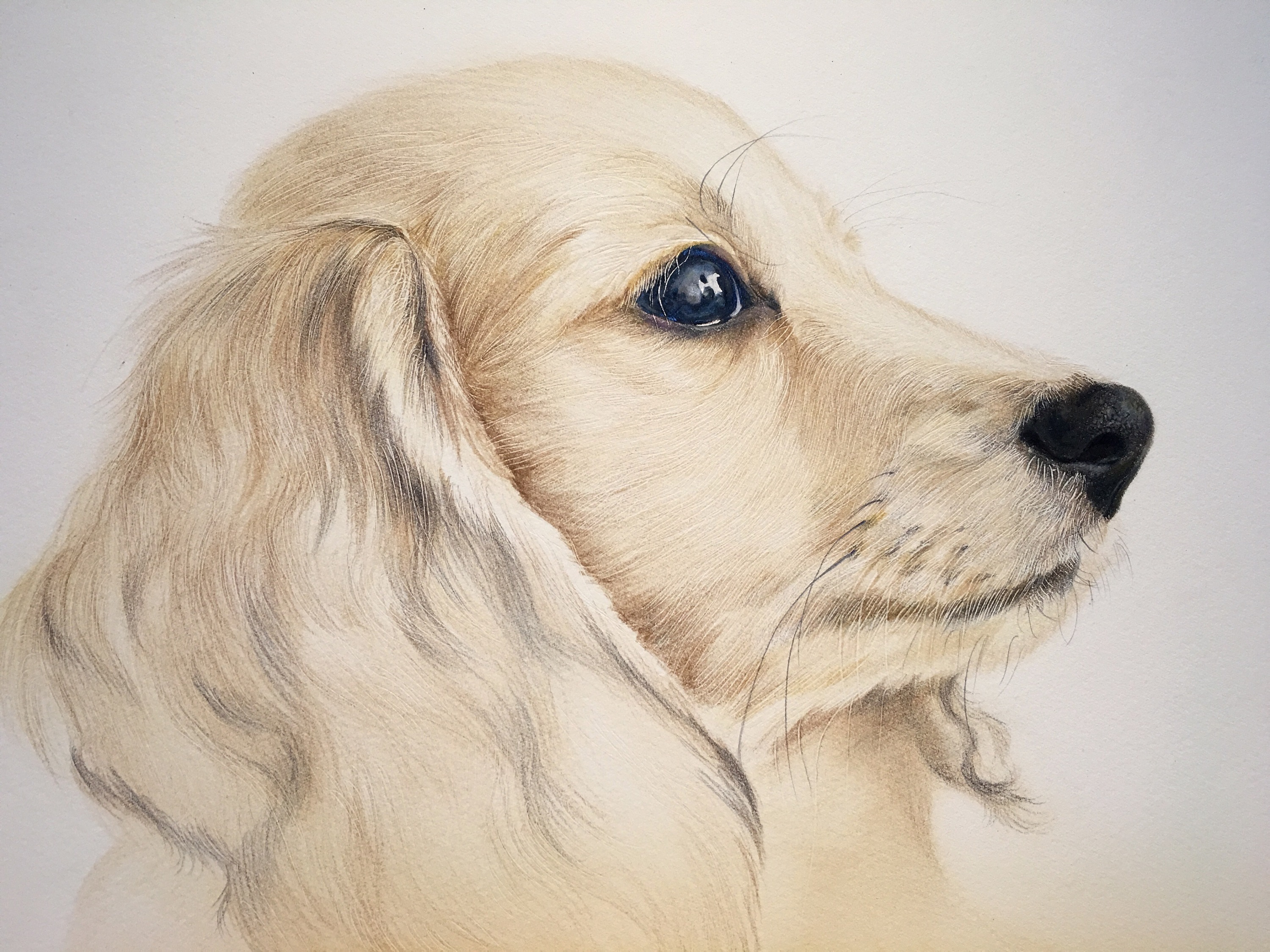 金毛-目鱼视觉彩铅手绘20170214