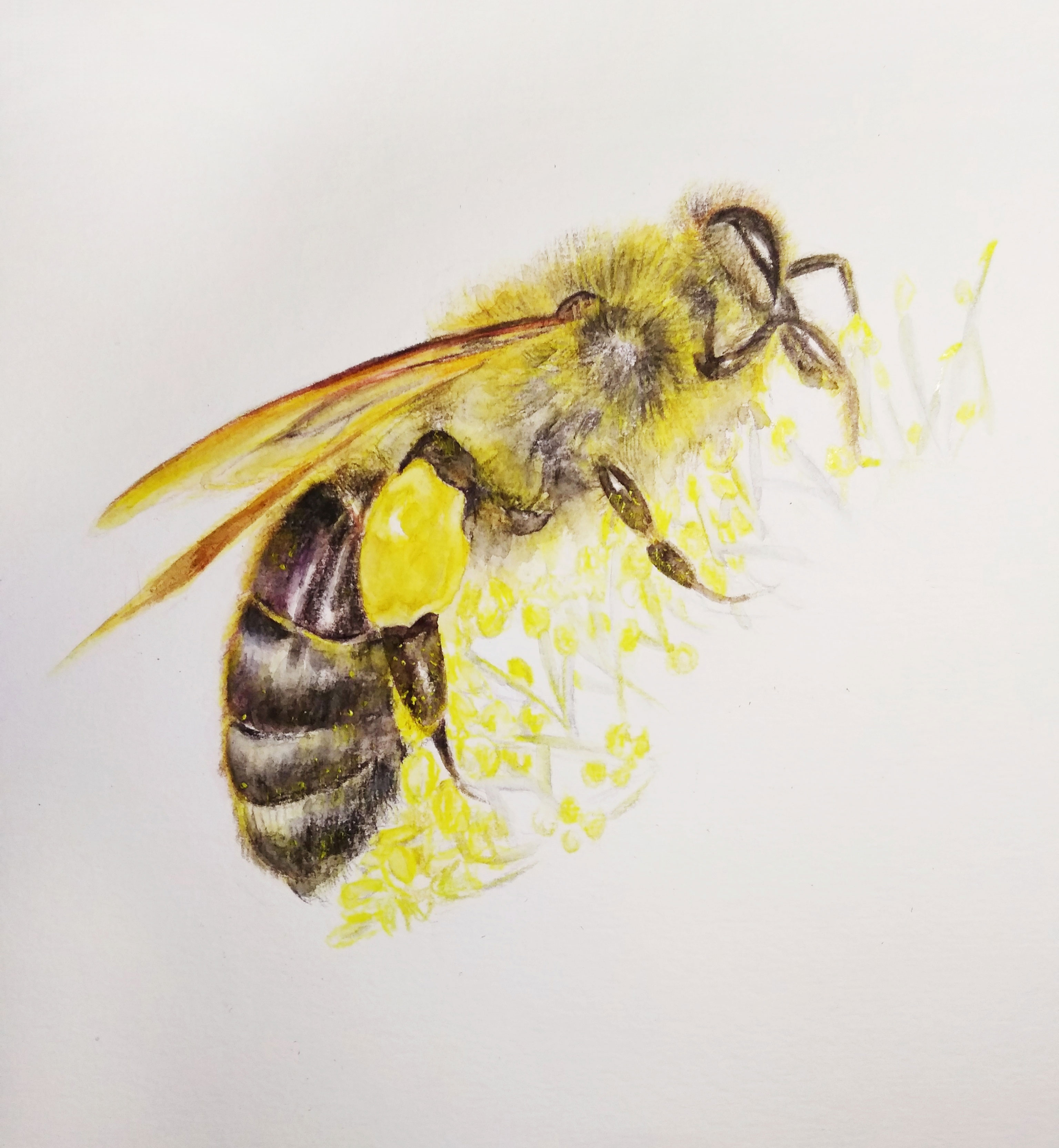 如何用水性彩铅画蜜蜂