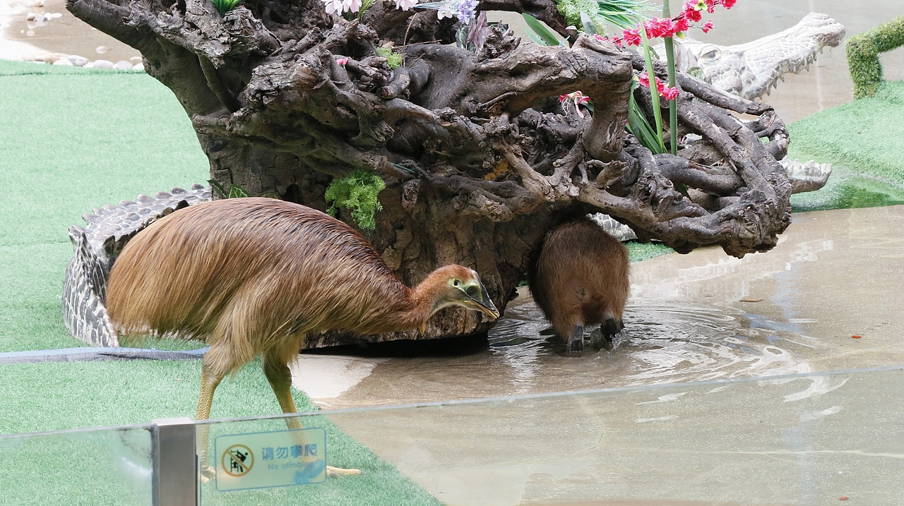 长隆飞鸟乐园-动物趣闻（图ZMjQ5NTU5NjY0） - 其他摄影 - 站酷设计师飞天猪猫原创素材 - 站酷ZCOOL