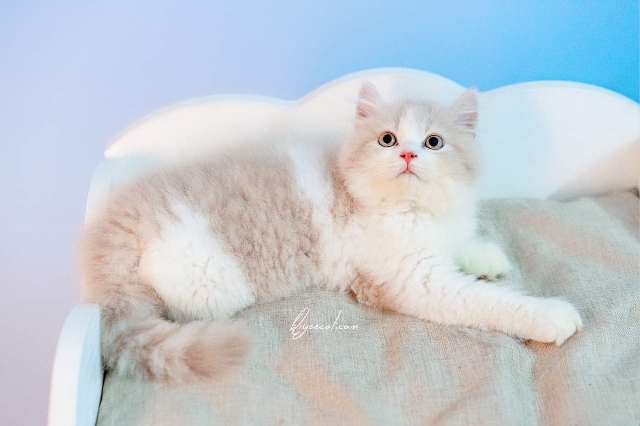 超美的英短乳白长毛弟弟，七叶英短猫舍英国长毛猫摄影（图ZMTk1NzQyMDk2） - 宠物摄影 - 站酷设计师七叶英短猫舍原创素材 - 站酷ZCOOL