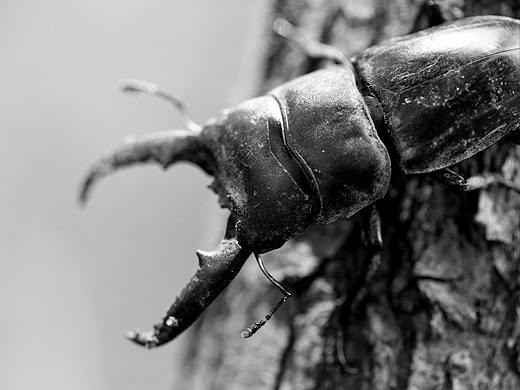 微距摄影-五月物