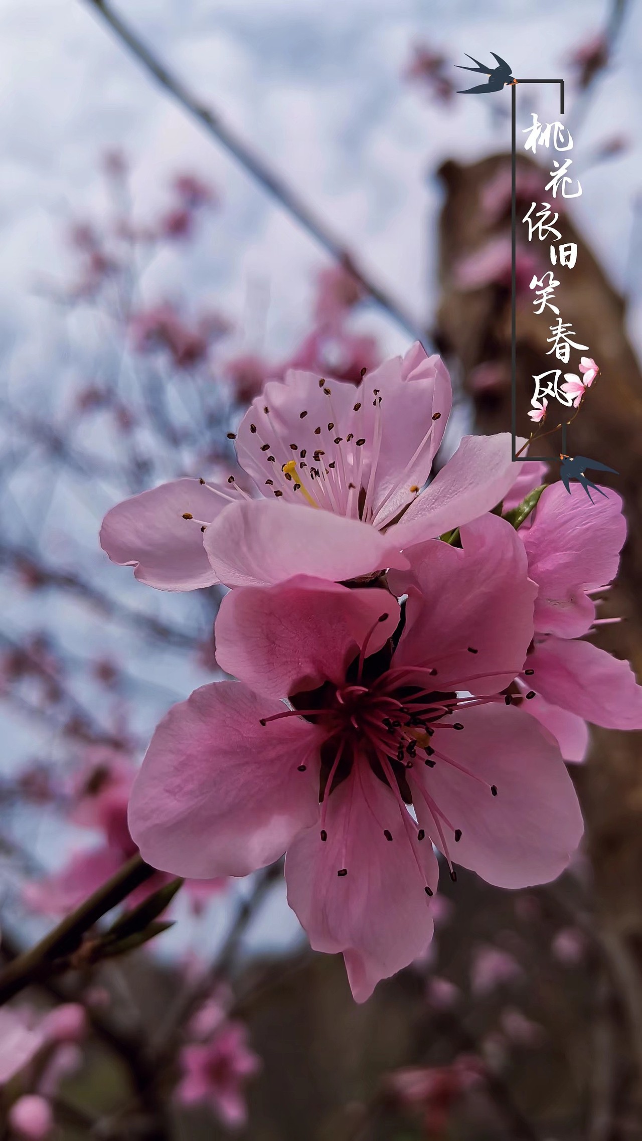 惊艳了时光（图ZMjAyNzc5NzA4） - 人文/纪实摄影 - 站酷设计师一味一真原创素材 - 站酷ZCOOL