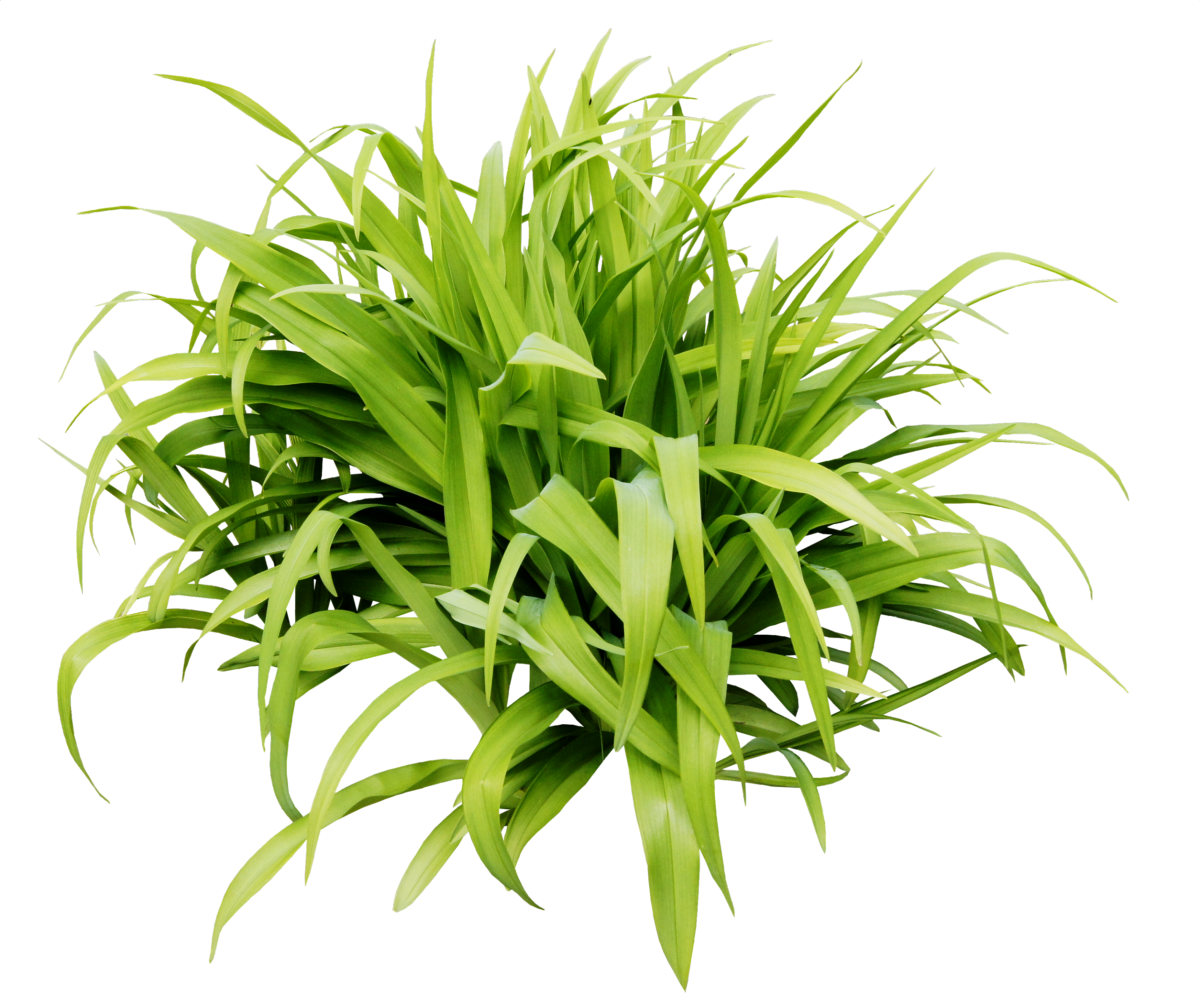 png作品 植物 绿叶 盆栽 花卉 芭蕉叶 芦荟 装饰元素|其他|其他|青柠