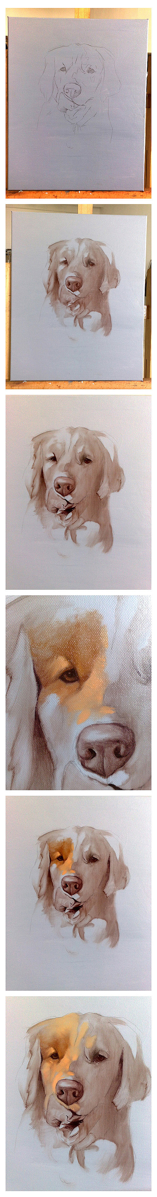 Golden Retriever（图ZMjM1NzM5Nzg0） - 艺术插画 - 站酷设计师winhooo原创素材 - 站酷ZCOOL
