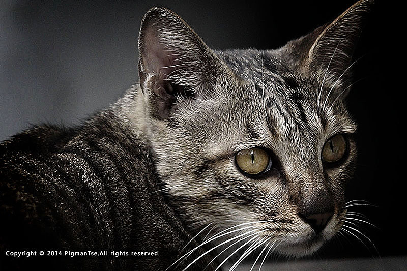 猫の疑惑（图ZMTUzOTgyMzY=） - 宠物摄影 - 站酷设计师pigmantse原创素材 - 站酷ZCOOL