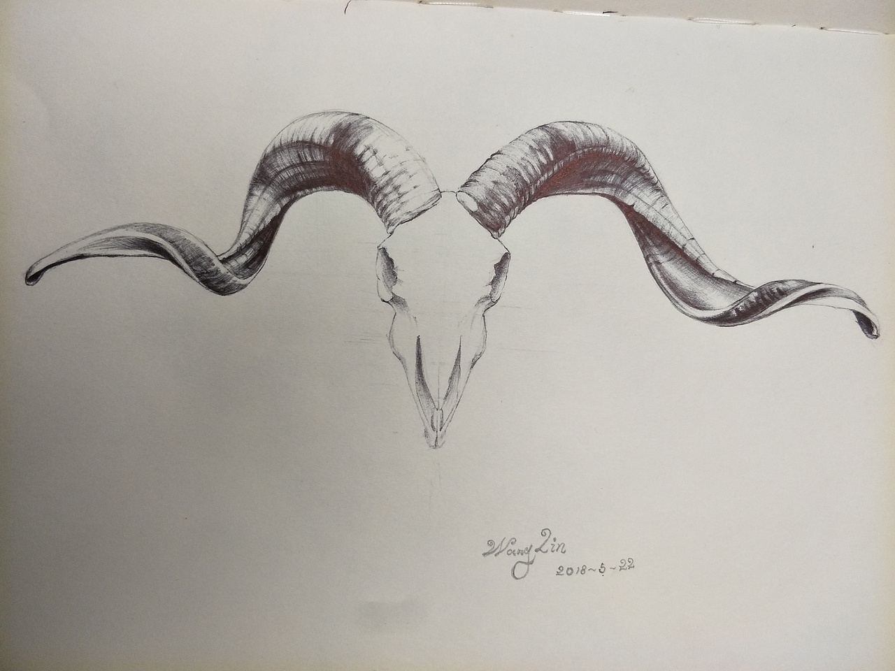 圈羊头骨-生命印记(圆珠笔素描)