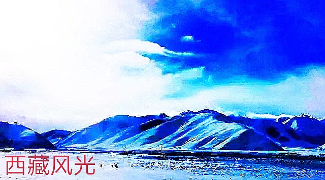 西藏的美云占了一半