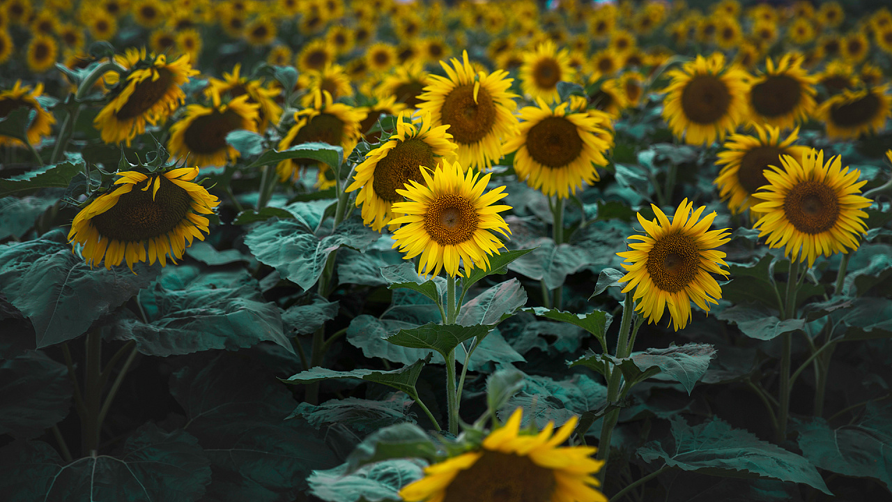 向日葵|摄影|修图/后期|colaring - 原创作品 - 站酷 (zcool)