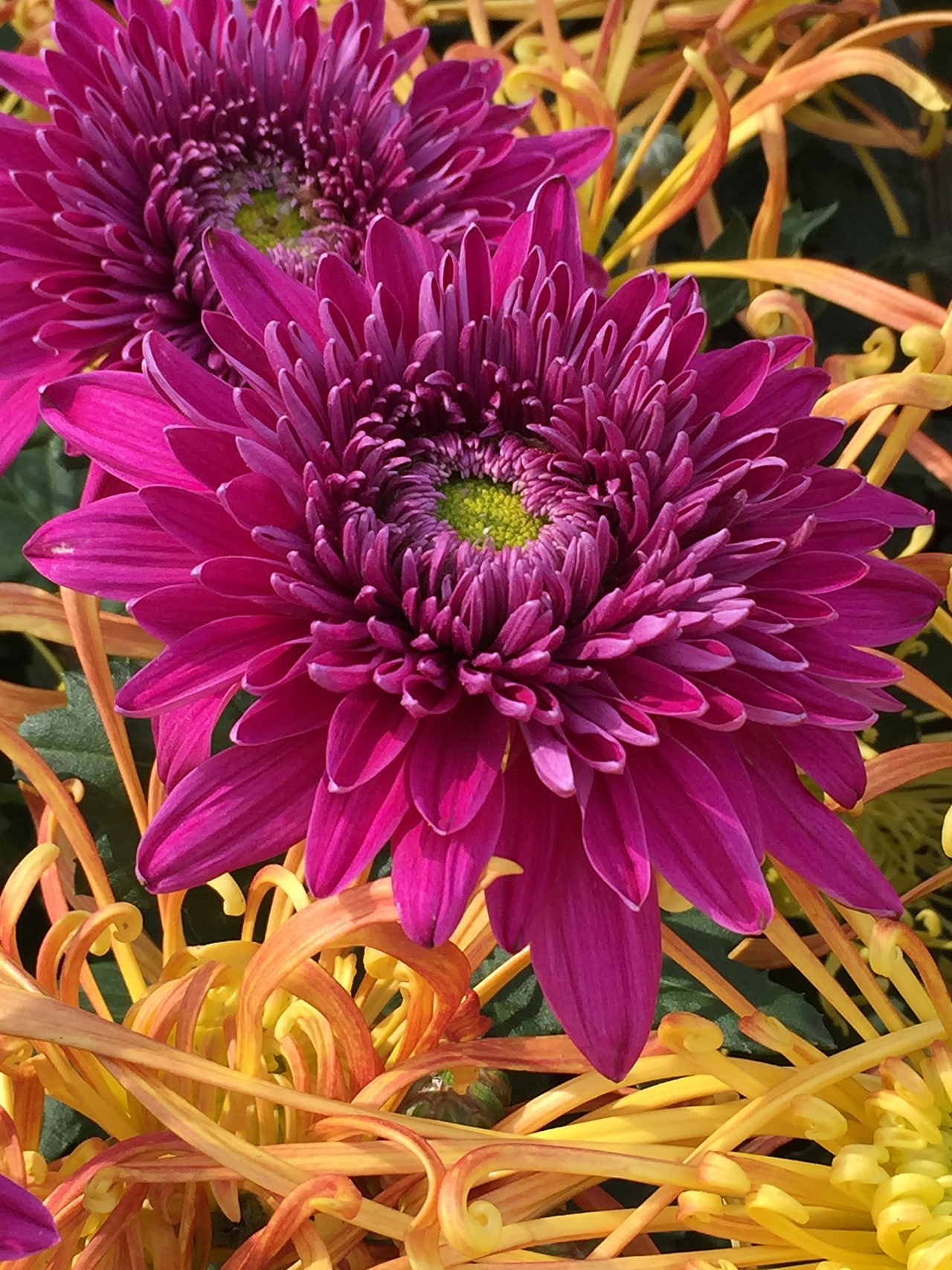 陪伴家人 赏菊花（图ZOTM0MjI1MTI=） - 风光摄影 - 站酷设计师wuli黑原创素材 - 站酷ZCOOL