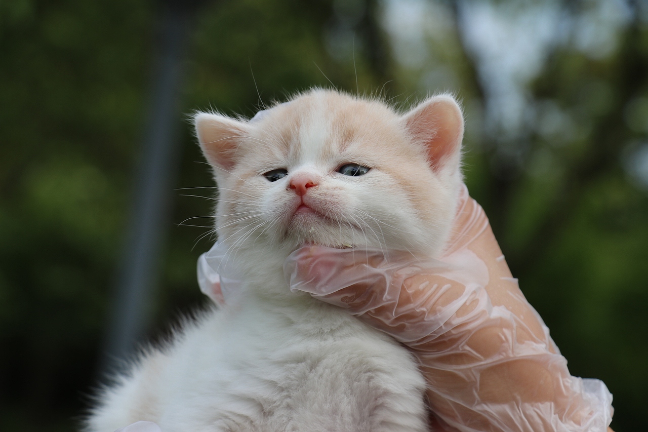 0508英短乳白梵公-熊二85day1.56kg-橙